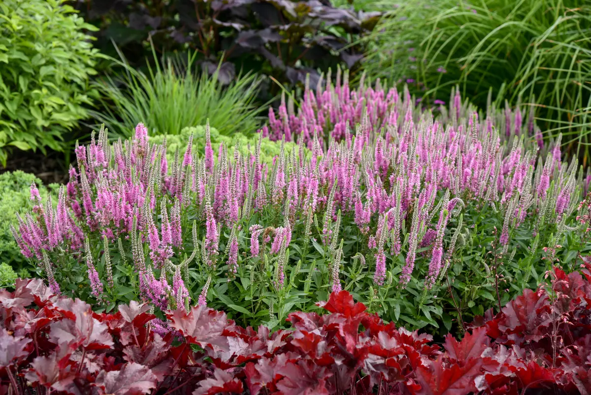 A mass planting of Veronica 'Pink Potion' with abundant upright pink-purple flower spikes in a mixed garden bed, with dark red heuchera foliage in the foreground.