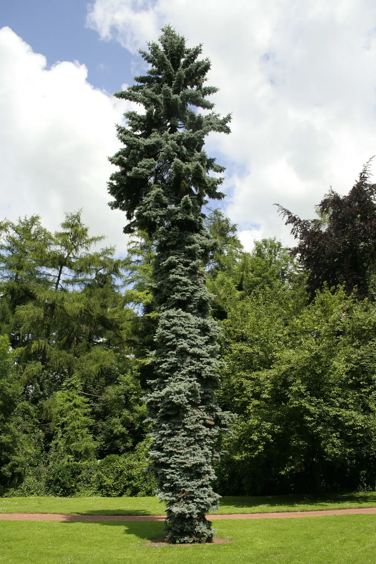 Tall, narrow weeping blue spruce with cascading silvery-blue branches in a parkland setting.