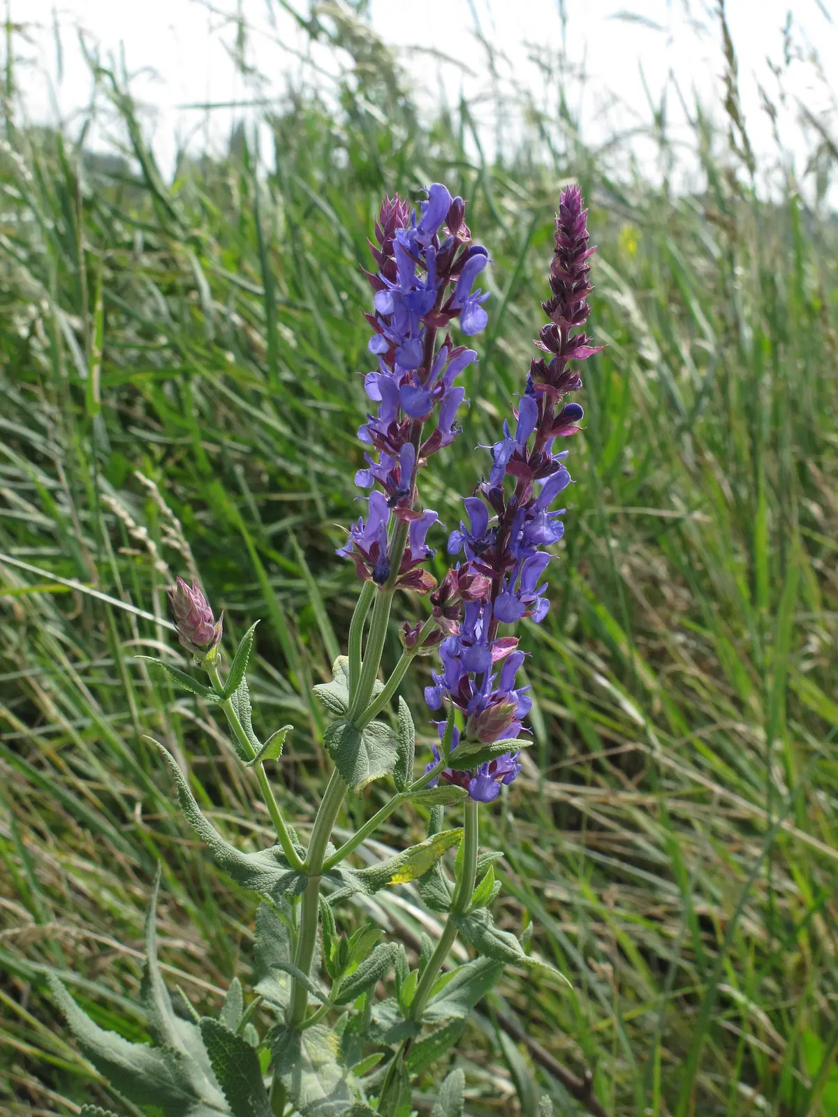 Dense stand of Salvia nemorosa with upright spikes of violet-blue flowers.