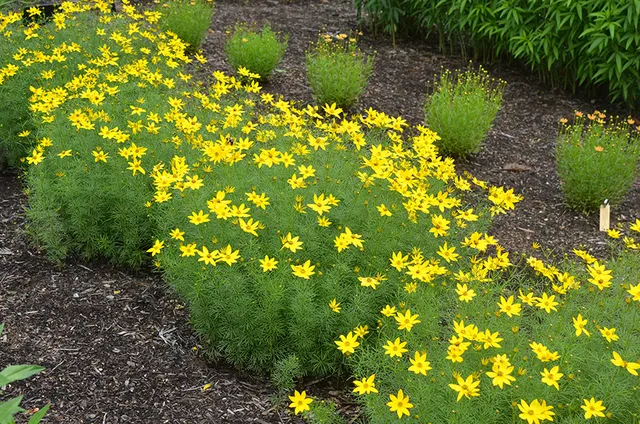 A wide bed of threadleaf tickseed covered in masses of small golden-yellow daisy-like flowers above airy green foliage.